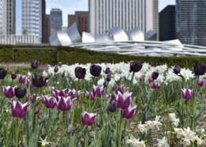 Image of spring bulbs flowering at Chicago's Lurie Garden